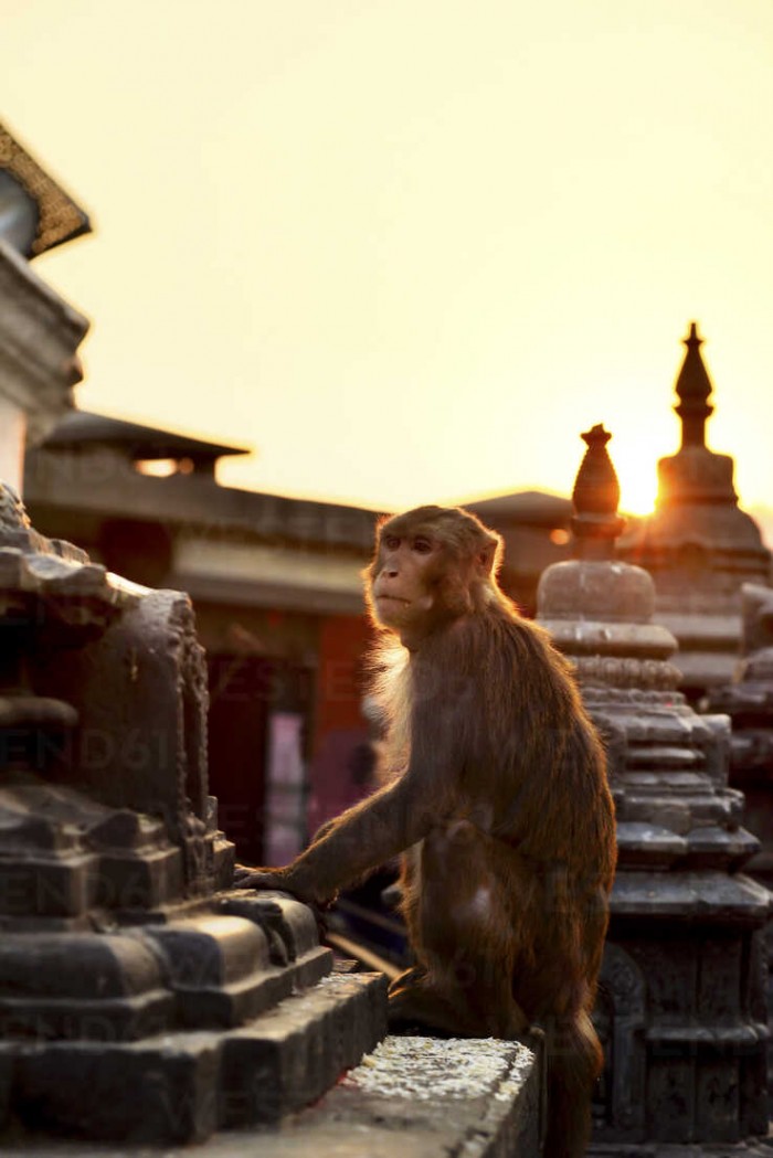 MONKEY TEMPLE 🐒 | By Drishti Poudel